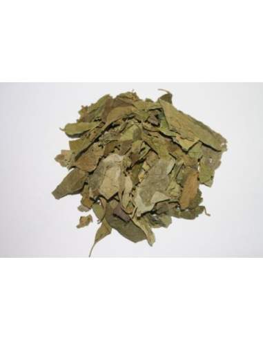 Gurmar - liść mielony 50g 5904161791935 2  7853