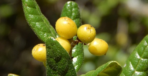 Boldo (Peumus boldus)