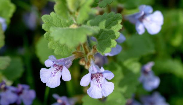 Bluszczyk kurdybanek (glechoma hederacea)